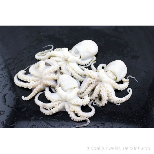 China fresh frozen octopus for sale Factory